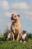 AMSTAFF  ADULT & PUPPIES 093